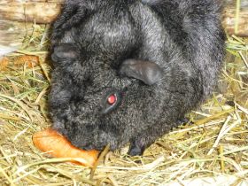 Worcester_Kristallschweinchen.JPG