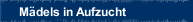 Mädels in Aufzucht